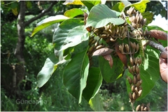 Hymenodictyon orixense